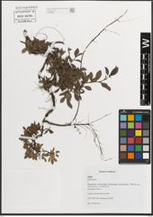 Foto von Salix L.